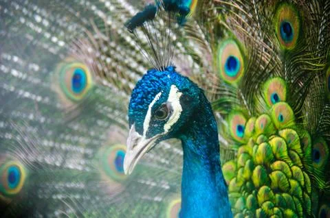 Peakock head with colored feathers expanded Stock Photos