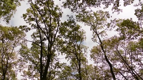 The peaks of autumn trees  in the forest from the wind Stock Footage 81158025