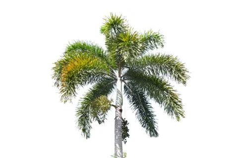 Peaks of the palms Stock Photos