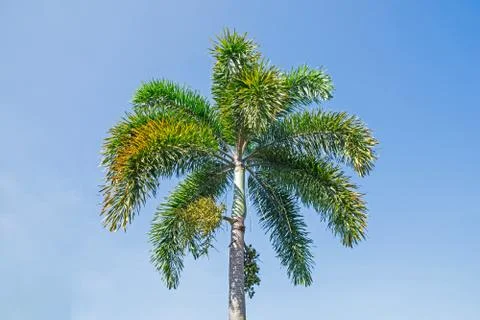 Peaks of the palms Stock Photos