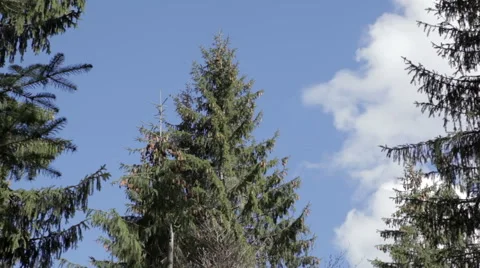 Peaks of pine trees in a forest Video stock 62776499