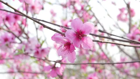 Peanch flowers blooming in springtime Vidéo 271367963
