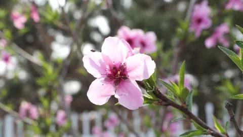 Peanch flowers blooming in springtime Stock-Footage 271367971