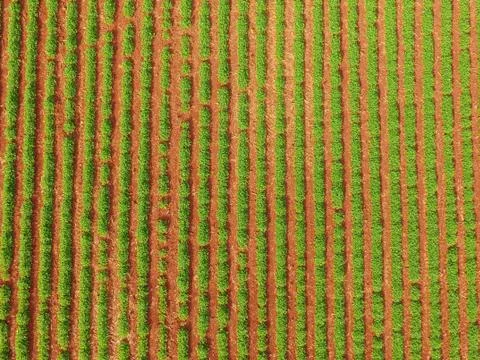 Peanut aerial Foto stock