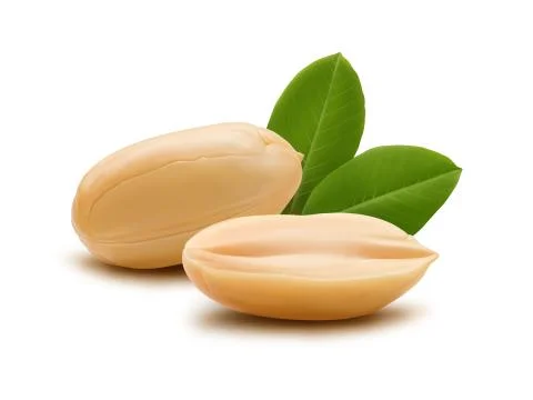 Peanut and leaves illustration, digital painting Stock Illustration