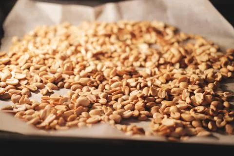 Peanut beans are fried on baking sheet and parchment paper in the oven Stock Photos