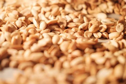 Peanut beans are fried on baking sheet and parchment paper in the oven Stock Photos
