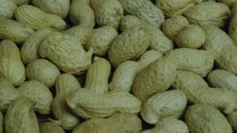 Peanut beans in the shell in a close-up,peanut nuts. Stock Footage 141324873