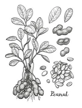 Peanut big set. Stock Illustration