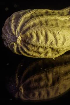 Peanut on a black reflective background. Stock Photos