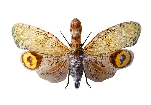 Peanut bug or alligator bug Fulgora laternatia isolated on a white backgrou.. Stock Photos