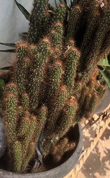 Peanut Cactus Cluster Foto stock