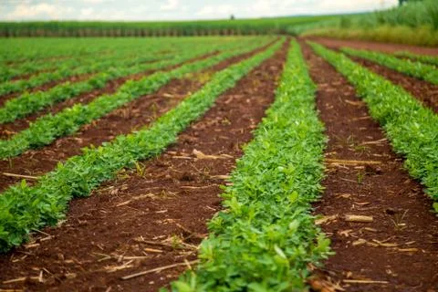 Peanut cane Foto stock