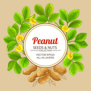 Peanut circle vector frame on color background Stock Illustration