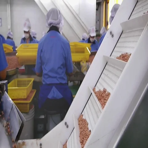 Peanut coated in factory processing. Stock Footage 69713246