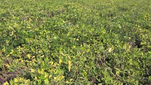 Peanut crop grows or lifts from soil in farmland, rural agriculture - Farm Crop Stock Footage 339816444