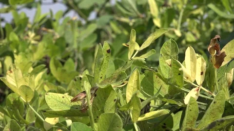 Peanut crop grows or lifts from soil in farmland - Legume Harvest and Farm Crop Stock Footage 339816507