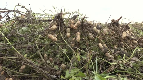Peanut crop grows or lifts from soil in farmland - Peanut Field and Farm Crop Stock Footage 339816558