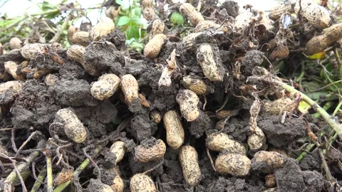 Peanut crop grows or lifts from soil in farmland, rural agriculture - Crop Roots Stock Footage 339816602