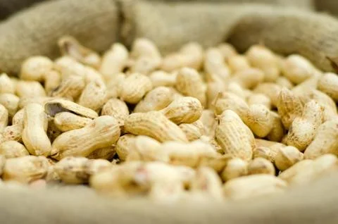 Peanut in fabric sack Stock Photos