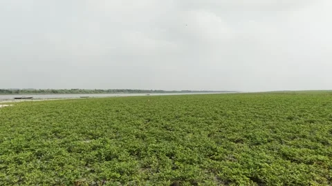 Peanut Farmland Tracking Shot Stock Footage 334803368
