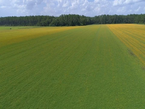 Peanut field in bloom aerial, reverse direction reveal Stock Footage 79359307