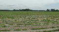 Peanut Field in Central Florida Clip 1 HD Footage