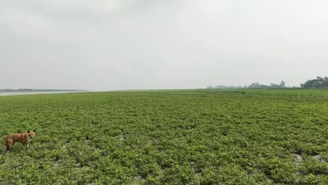Peanut Field With Dog Stock Footage 334803005