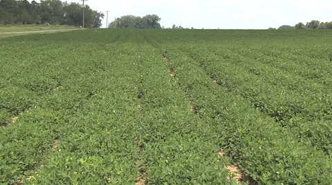 Peanut Field Stock Footage 46225946