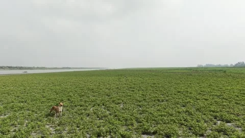 Peanut Field Pullaway View Stock Footage 334802898