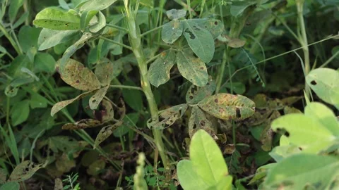 Peanut field showing pest-infested leave... | Stock Video | Pond5