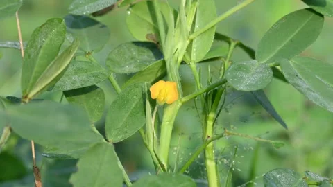 Peanut flower in the field. Stock Footage 298193320