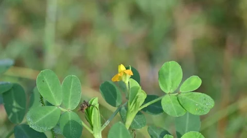 Peanut flower in the field. 库存影片 298193982