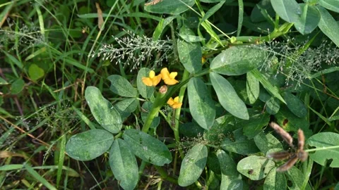 Peanut flower in the field. 库存影片 298195012