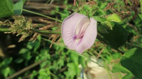 PEANUT FLOWER Stockbeeldmateriaal 208621390