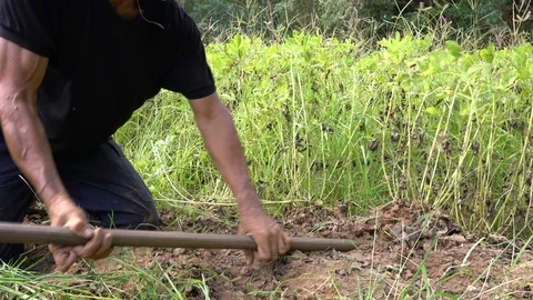 Peanut Stock Footage 107463826