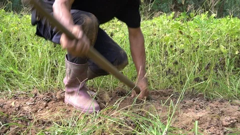 Peanut Stock Footage 107466101