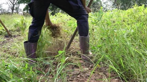 Peanut Stock Footage 107468328