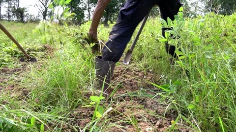 Peanut Stock Footage 107471594