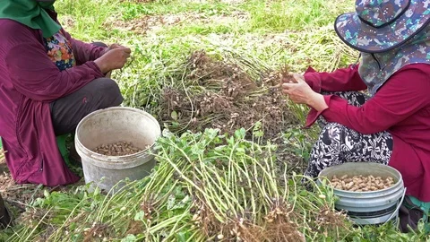 Peanut Stock Footage 107473139