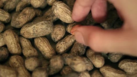 Peanut Stock Footage 140852023