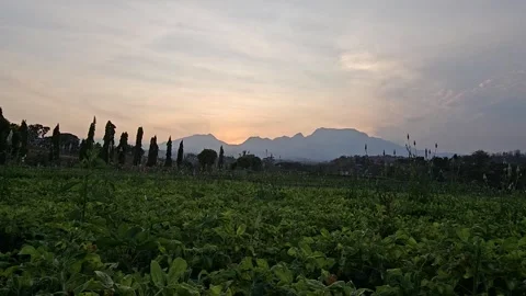 Peanut garden 3 Video stock 288005903