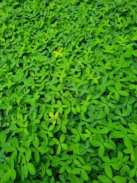 Peanut grass Stock Photos