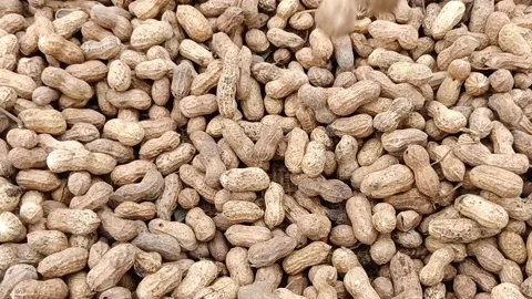 Peanut. Groundnut. Goober. Pindar. Monkey nut.Arachis hypogaea.Peanut Stock Footage 203845931