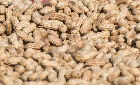 Peanut. Groundnut. Goober. Pindar. Monkey nut.Arachis hypogaea. Foto stock