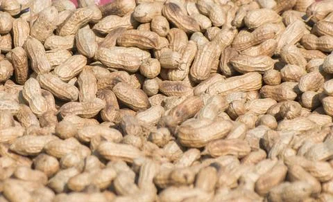 Peanut. Groundnut. Goober. Pindar. Monkey nut.Arachis hypogaea. Stock Photos