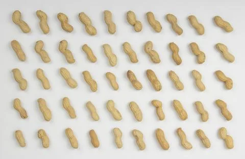 Peanut (Groundnut) Lined Up White Background  Stock Photos