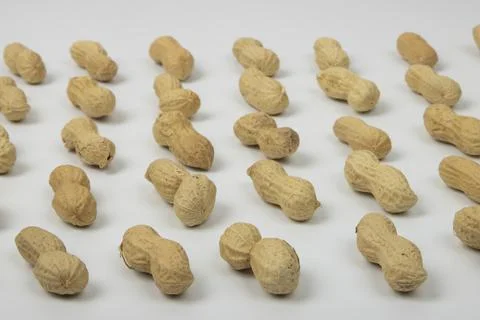 Peanut (Groundnut) Lined Up White Background  Stock Photos