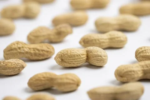 Peanut (Groundnut) Lined Up White Background Close Up Stock Photos