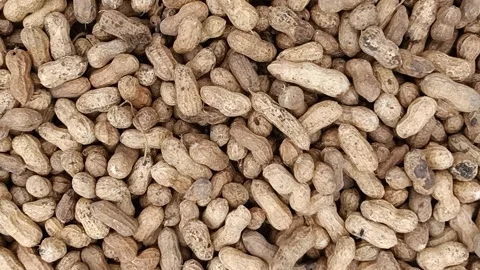 Peanut, groundnut, monkey nut, harvested from farm Stock Footage 201606217